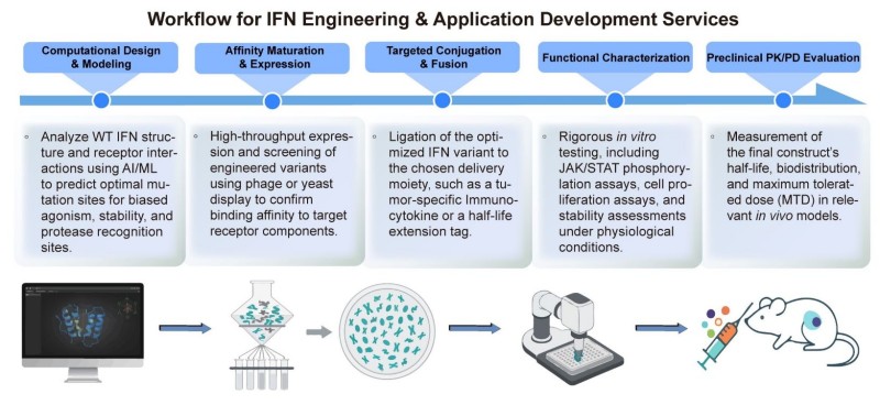A simple procedure for IFN engineering and application development services. (Creative Biolabs Original)