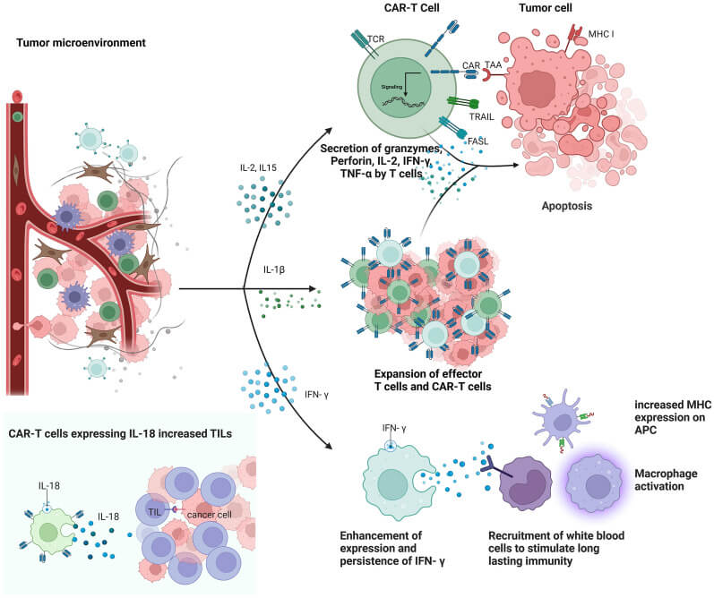 Fig 1. Cytokines-enhanced ACT. (OA Literature)