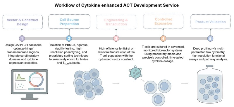 Core steps of cytokine enhanced ACT development service. (Creative Biolabs Original)
