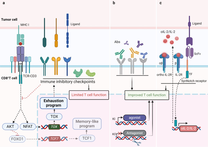Fig 1. The occurrence and rescue of CD8+ T cell exhaustion program within solid tumors. (OA Literature)