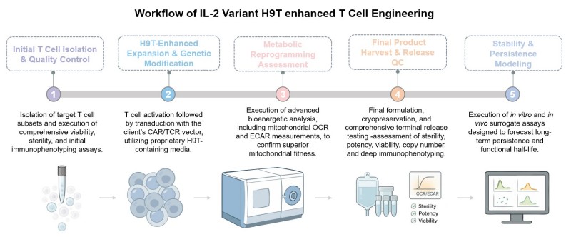 Core steps of IL-2 variant enhanced T Cell engineering. (Creative Biolabs Original)