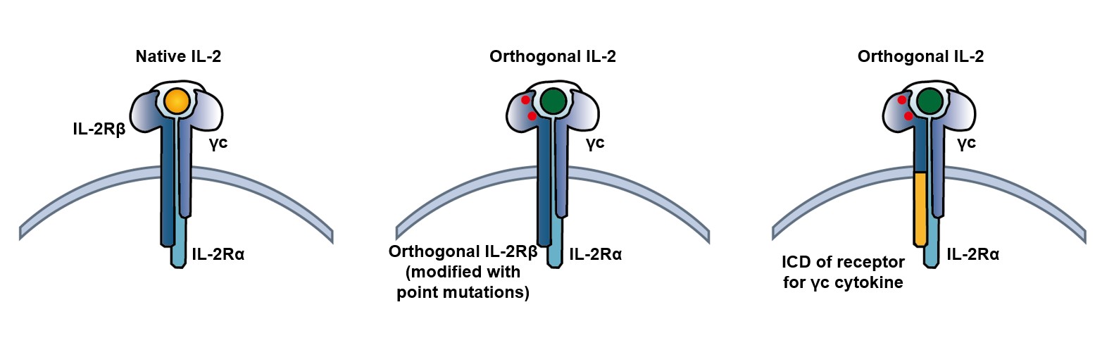 Fig 1. The system of orthogonal IL-2. (Creative Biolabs Original)