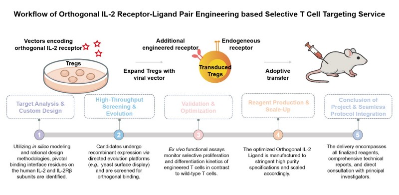 Core steps of selective T cell targeting. (Creative Biolabs Original)