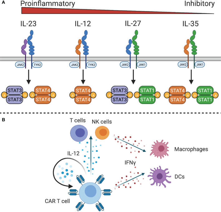 Fig 1. Reprogramming the tumor microenvironment via cytokine engineering. (OA Literature)