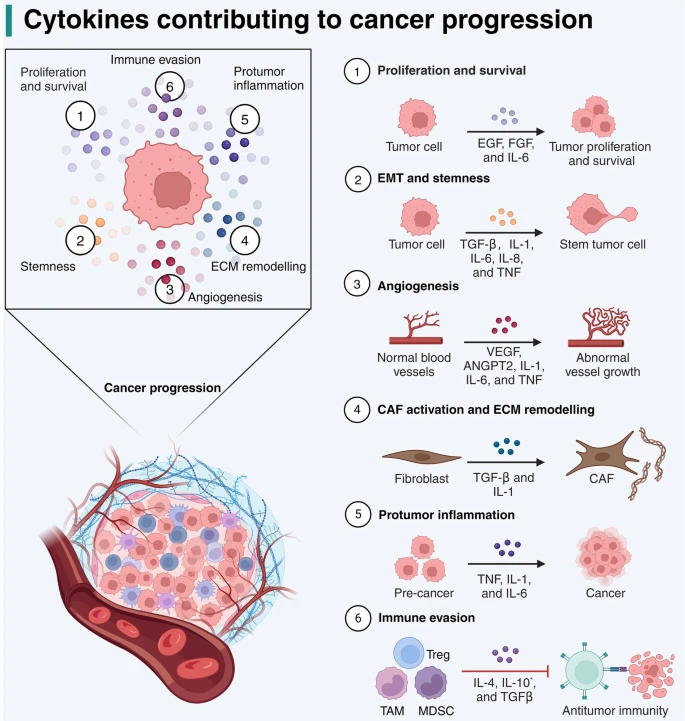 Fig.1 How cytokines drive malignancy and tumor growth. (OA Literature)