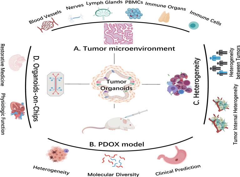 Fig.1 The evolving role of organoids in cancer science. (OA Literature)