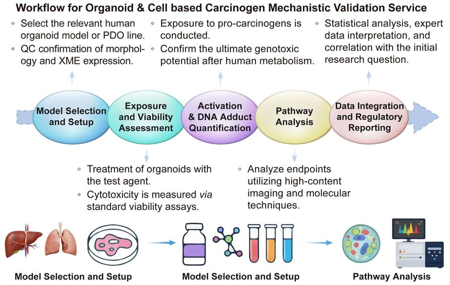 A simple procedure for organoid and cell based carcinogen mechanistic validation service. (Creative Biolabs Original)