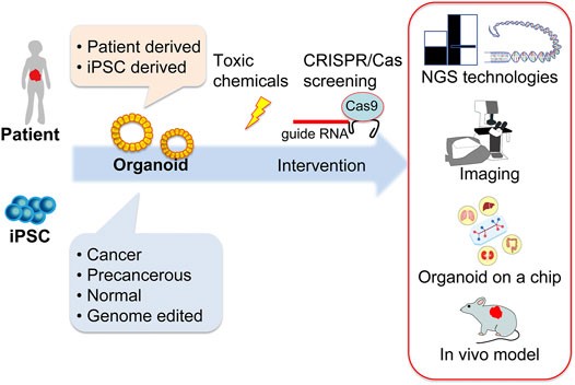 Fig.2 A schematic overview depicting human organoids and key supporting technologies in cancer and toxicology studies. (OA Literature)