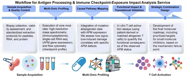 A simple procedure for antigen processing & immune checkpoint-exposure impact analysis service. (Creative Biolabs Original)