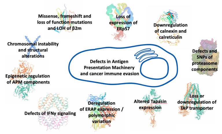 Fig.1 Defects in antigen processing and presentation: Mechanisms of cancer immune evasion. (OA Literature)