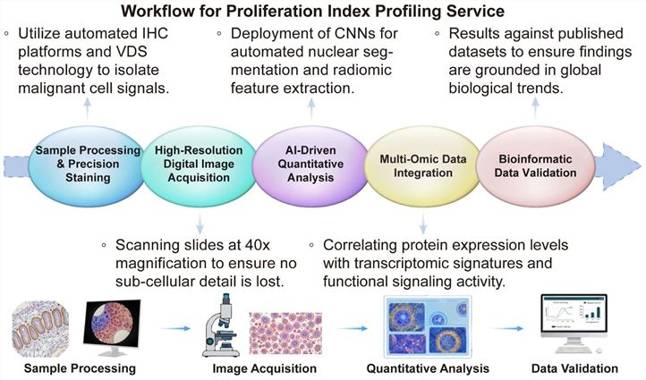 A simple procedure for proliferation index profiling service. (Creative Biolabs Original)