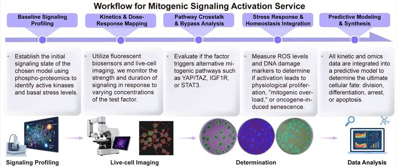A simple procedure for mitogenic signaling activation service. (Creative Biolabs Original)
