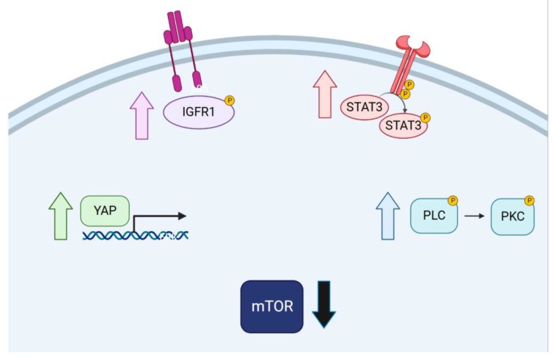 Fig.1 Mitogenic signaling pathways in drug tolerance. (OA Literature)