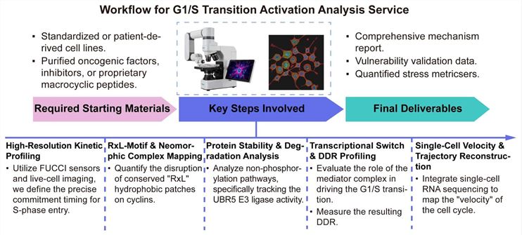 A simple procedure for G1/S transition activation analysis service. (Creative Biolabs Original)