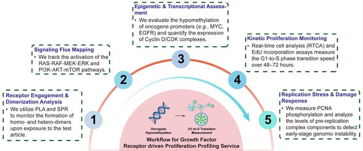 A simple procedure for growth factor receptor driven proliferation profiling service. (Creative Biolabs Original)