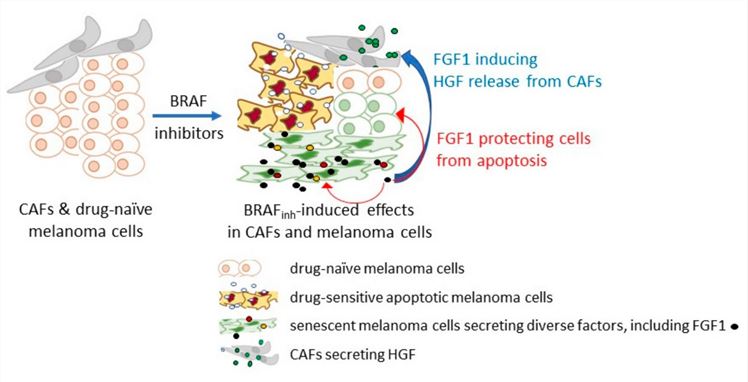 Fig.1 Schematic diagram of FGF1 inducing BRAF inhibitor resistance in melanoma cells. (OA Literature)