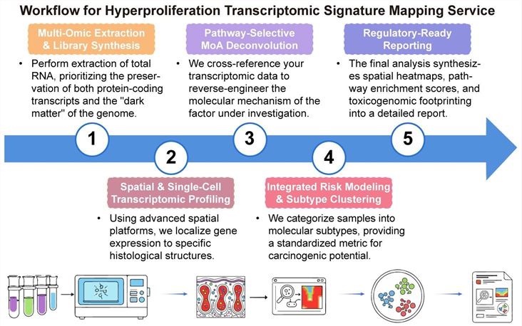 A simple procedure for hyperproliferation transcriptomic signature mapping service. (Creative Biolabs Original)