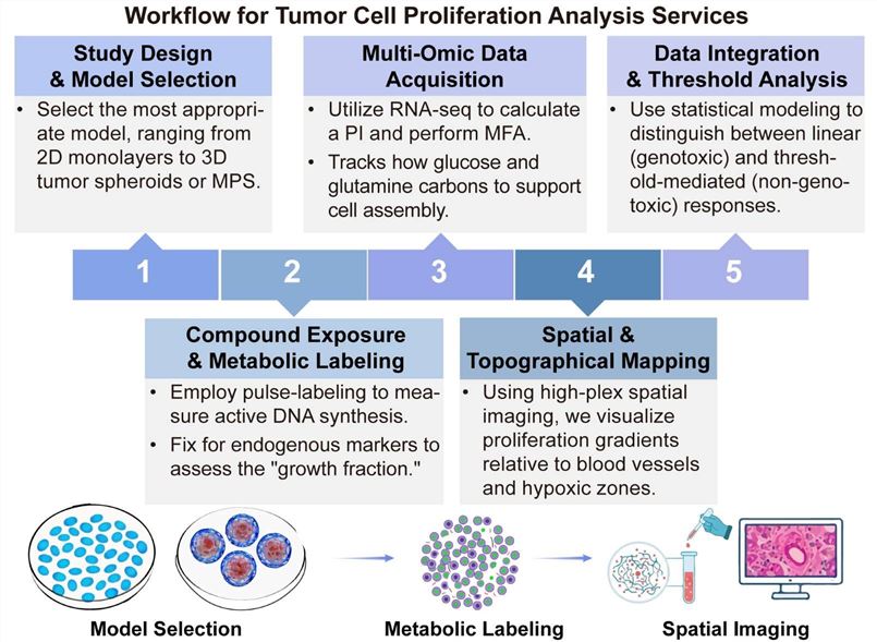 A simple procedure for tumor cell proliferation analysis services. (Creative Biolabs Original)