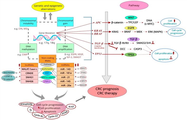 Fig.1 Linking dysregulation to prognostic and predictive proliferative markers in CRC. (OA Literature)