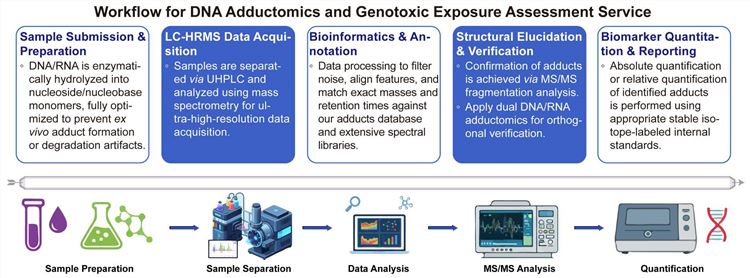 A simple procedure for DNA adductomics and genotoxic exposure assessment service. (Creative Biolabs Original)