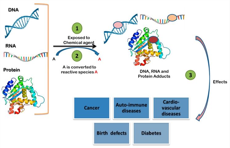 Fig.1 Schematic representation of chemical agents forming DNA, RNA, and protein adducts and their subsequent toxicological outcomes. (OA Literature)