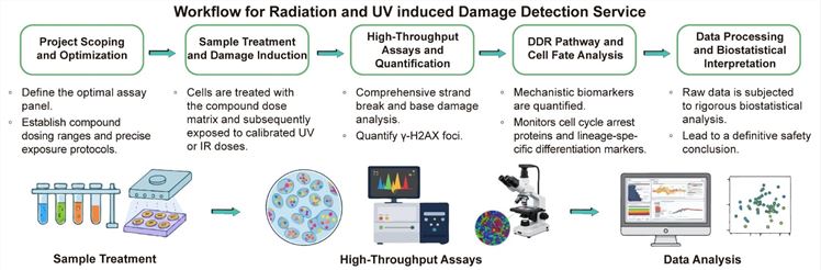 A simple procedure for radiation and UV induced damage detection service. (Creative Biolabs Original)