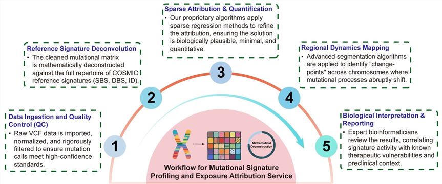 A simple procedure for mutational signature profiling and exposure attribution service. (Creative Biolabs Original)