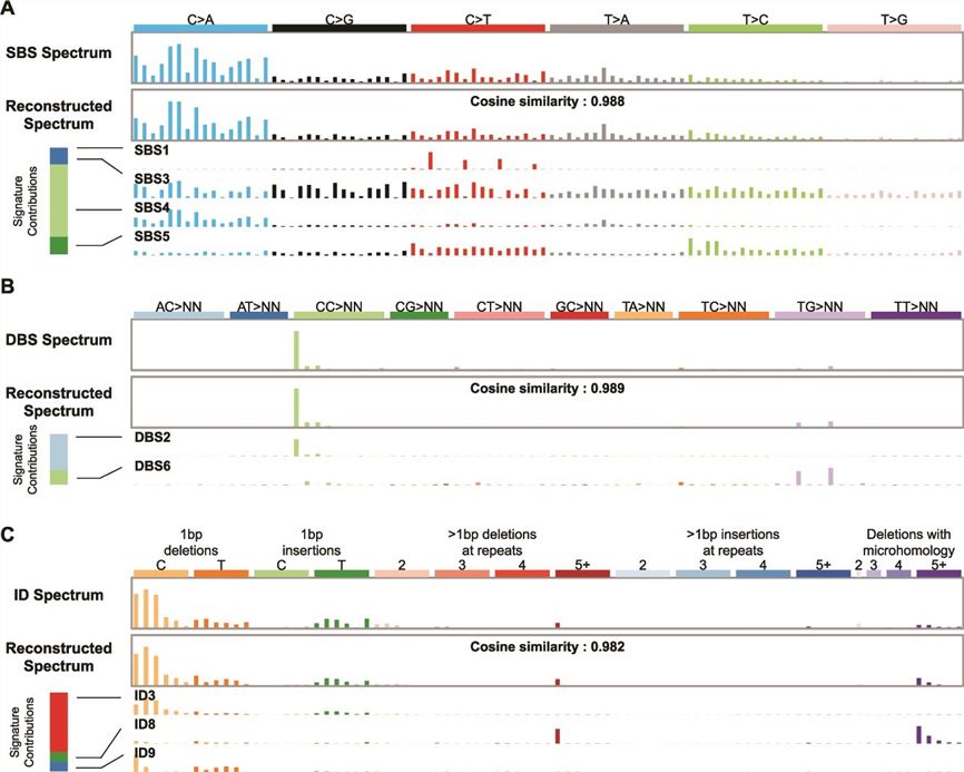 Fig.1 Deconvolving the mutational spectrum: The task of signature attribution. (OA Literature)