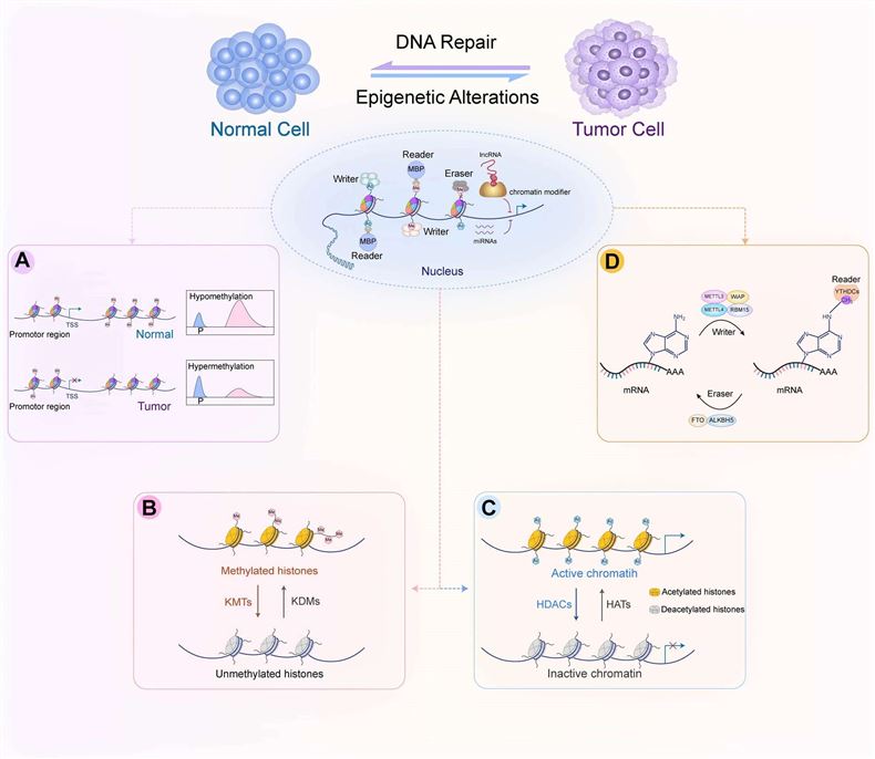 Fig.1 Epigenetic remodeling in cancer initiation and progression. (OA Literature)