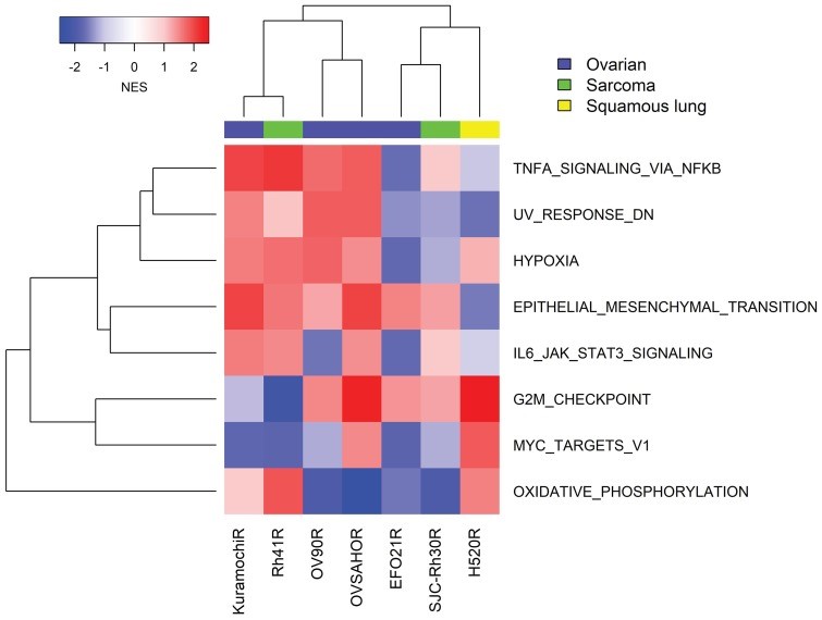 Fig.1 Gene set enrichment analysis of transcriptomic profiles in seven prexasertib-resistant cancer cell lines. (OA Literature)