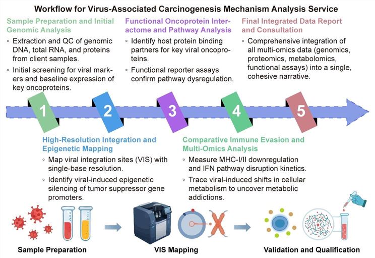 A simple procedure for virus-associated carcinogenesis mechanism analysis service. (Creative Biolabs Original)