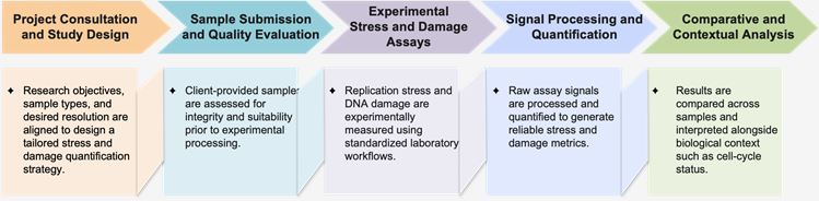 Workflow of replication stress & DNA damage quantification. (Creative Biolabs Original)