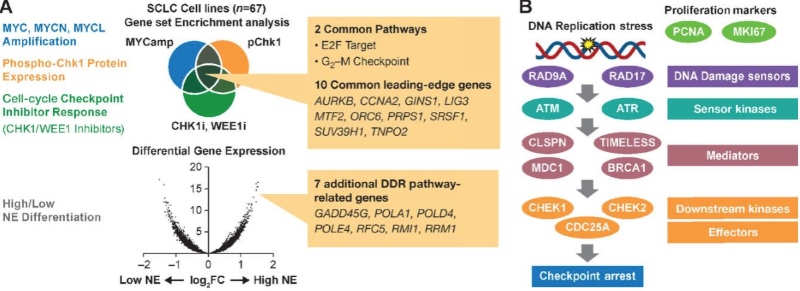 Fig.1 Schematic detailing the replication stress response pathway and the derivation of the RepStress gene signature. (OA Literature)
