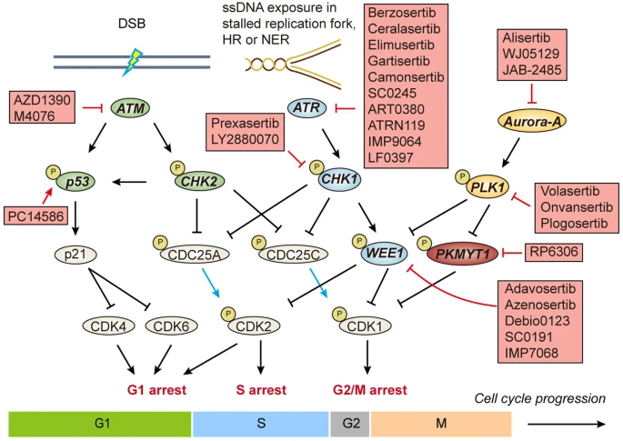 Fig.1 DNA damage is a prerequisite for the activation of DNA damage checkpoints. (OA Literature)