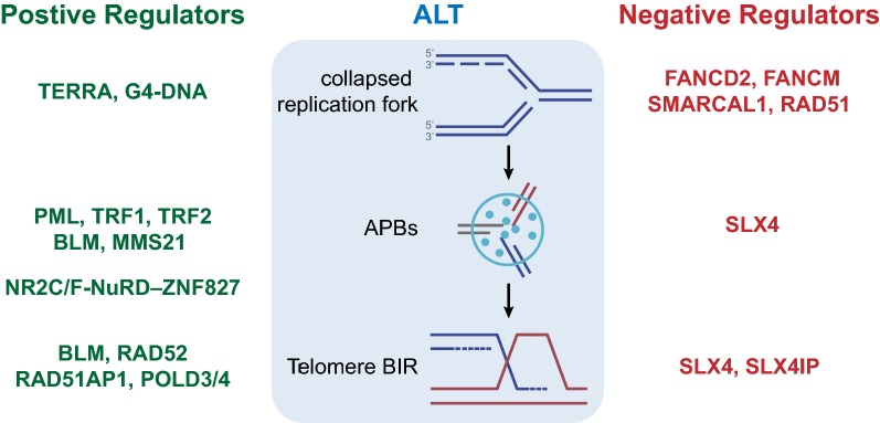 Fig.1 A dynamic and opposing network of regulators governs the activation of ALT. (OA Literature)