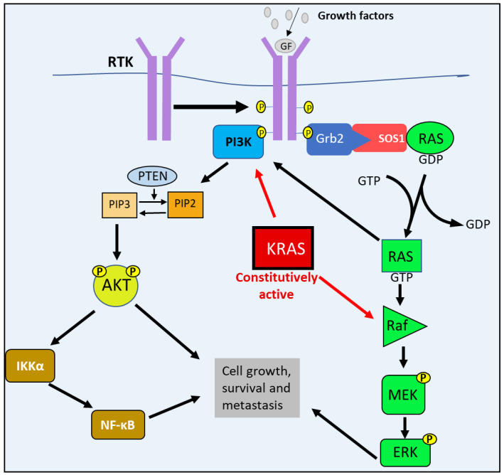 Fig 1. Molecular pathways affected during PC. (OA Literature)