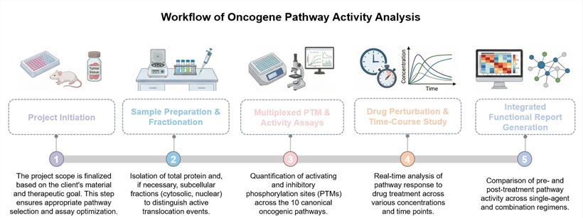 Core steps of oncogene pathway activity analysis service. (Creative Biolabs Original)