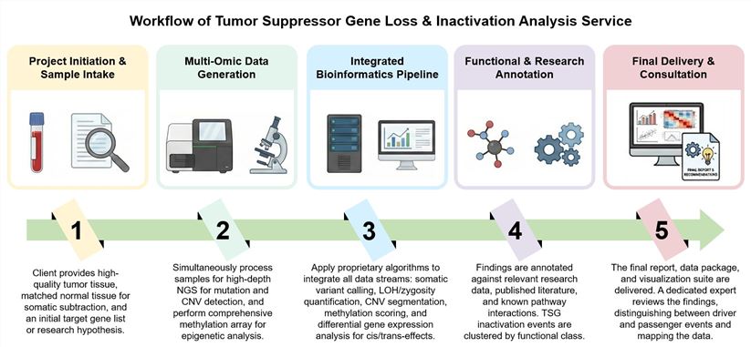 Core steps of tumor suppressor gene loss & inactivation analysis service. (Creative Biolabs Original)