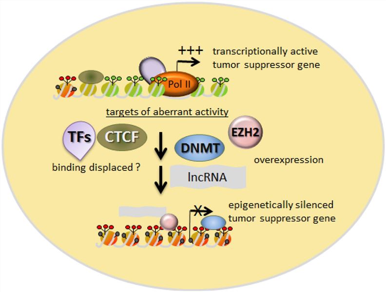 Fig 1. This schematic outline key molecular processes utilized in oncogenesis to achieve tumor suppressor gene silencing. (OA Literature)