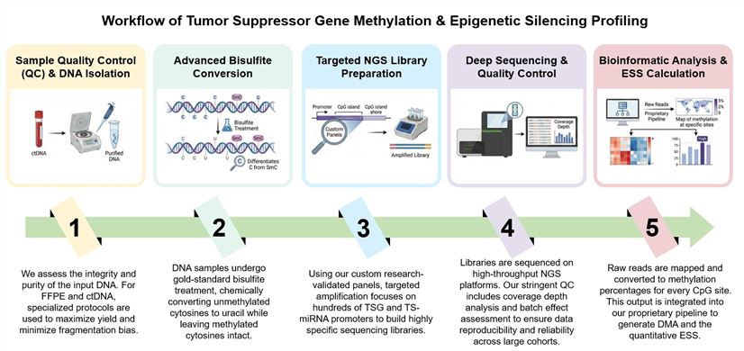 Core steps of tumor suppressor gene methylation & epigenetic silencing profiling. (Creative Biolabs Original)