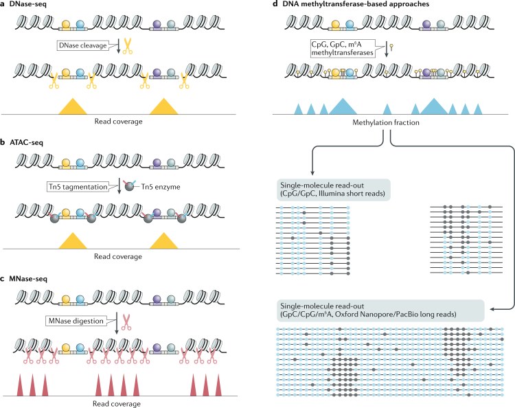 Fig 1. Chromatin accessibility profiling methods. (OA Literature)