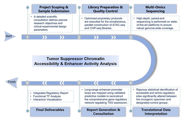 Core steps of tumor suppressor chromatin accessibility & enhancer activity analysis service. (Creative Biolabs Original)