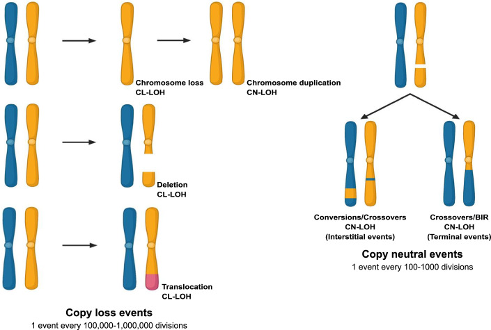 Fig 1. Accumulation of LOH events. (OA Literature)