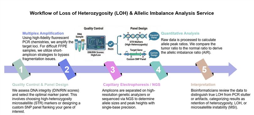 Core steps of loss of heterozygosity (LOH) & allelic imbalance analysis service. (Creative Biolabs Original)