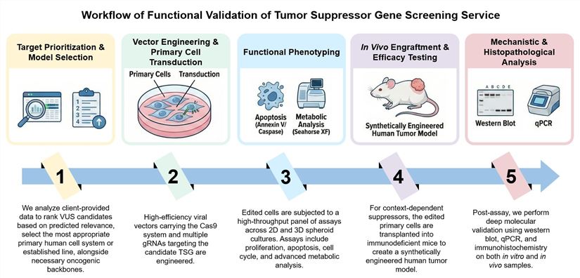 Core steps of functional validation of tumor suppressor gene screening service. (Creative Biolabs Original)