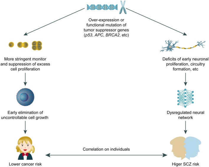 Fig 1. Double effect of tumor suppressor genes in schizophrenia. (OA Literature)