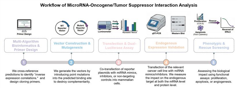 Core steps of microRNA-oncogene/tumor suppressor interaction analysis service. (Creative Biolabs Original)