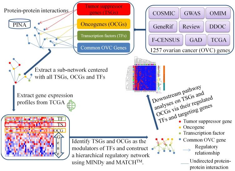 Fig 1. The TSG and OCG regulatory network construction and identification of critical downstream pathways modulated by TSGs and OCGs. (OA Literature)
