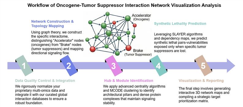 Core steps of oncogene-tumor suppressor interaction network visualization analysis. (Creative Biolabs Original)