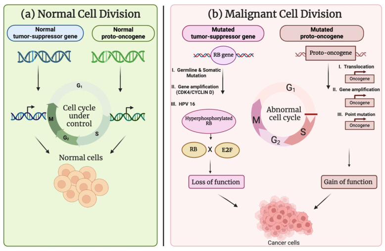 Fig 1. Comparison between normal cell division and malignant cell division. (OA Literature)